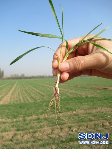成武农机服务中心查看保护性耕作示范园小麦出苗情况（图）