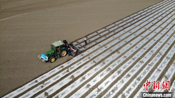 今年，尉犁县95%以上的棉田将实行100%耕地机采棉模式。　常学辉 摄