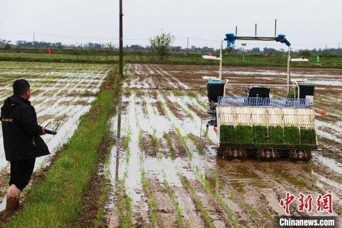 图为技术人员正在查看在稻田里自动行驶的无人驾驶插秧机。　刘占昆 摄