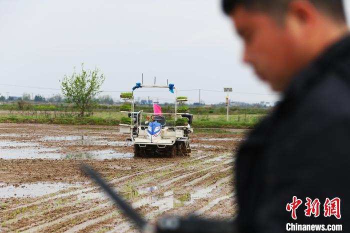 图为技术人员正在查看无人驾驶插秧机在稻田里的行驶轨迹。　刘占昆 摄