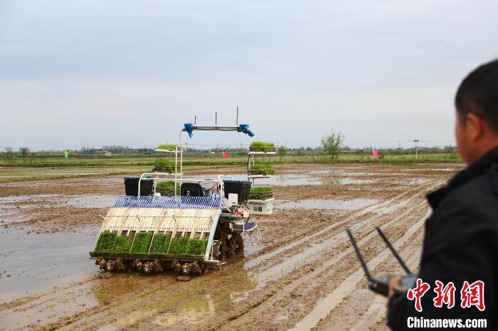 图为技术人员正在查看在稻田里自动行驶的无人驾驶插秧机。　刘占昆 摄