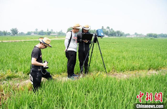 电子科大科研人员在水稻田进行科考。　电子科大供图 摄